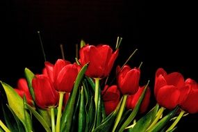 bouquet of scarlet red tulips