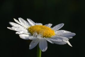 daisy in drops on a black background