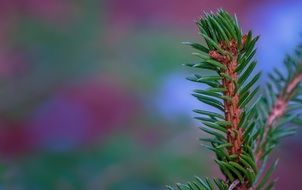 coniferous branch on a blurry background close-up