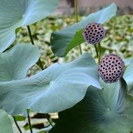 Closeup photo of Lotus Flowers in the botanical garden