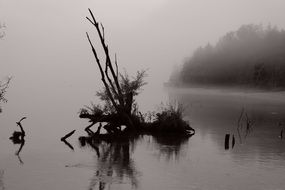 rotten tree in the lake water