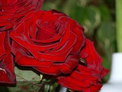 bouquet of maroon Roses close up