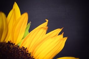 bright sunflower petals