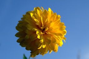 Rudbeckia, Yellow fluffy Flower at blue sky