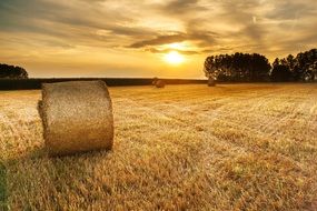 incredibly handsome Hay Field