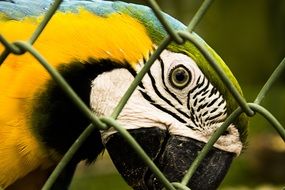 colorful big parrot behind bars