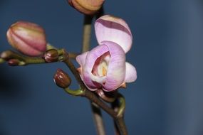 closed buds of purple orchid close-up