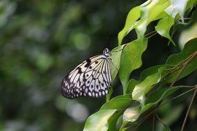 Close-up of the beautiful black and white motley butterfly among green foliage