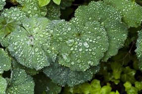 green perennial plant leaves after rain