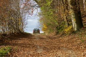 car on the forest road