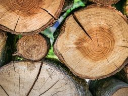 cross section of firewood