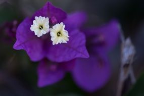 Beautiful bright purple flowers with white and yellow inflorescences