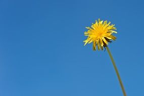 yellow dandelion on the background of clear blue sky