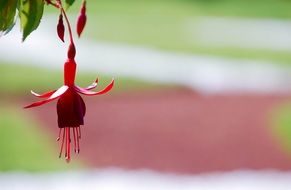 red flower in a botanical garden on a blurry background