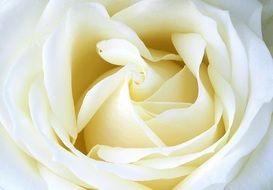 Rose White Rose Bloom Blossom