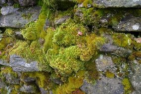 Green moos on a rock