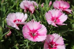 pink dianthus flowers on a bush under the bright sun