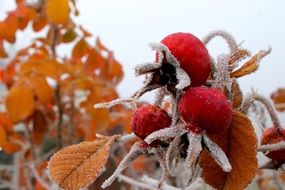 frozen rosehip close-up