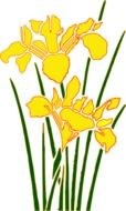 painted yellow daffodil iris