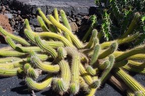 Cactus garden on Lanzarote
