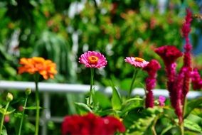 blooming garden flowers