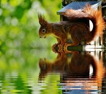 red squirrel looking at water
