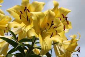 delightful beauty Lilies Flower