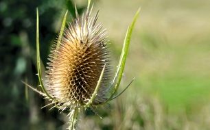 head of wild thistle close up