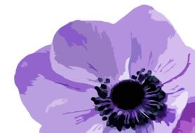 Drawing of the beautiful purple flower at white background