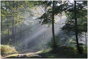 the sun's rays among the forest trees in the morning