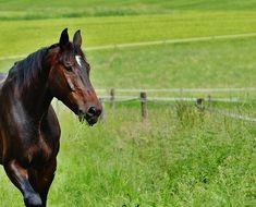 beautiful Horse Coupling Stallion Eat