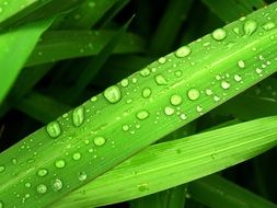 Water Drops on bright green leaf