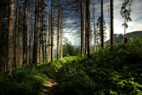 High wooden valley in Poland