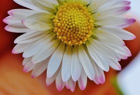 daisy like a pointed flower
