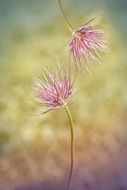 spring pale purple flowers close up