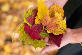 autumn leaves in hand