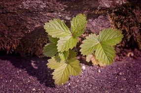 green strawberry leaves on the ground