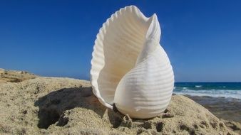 Big white seashell on a sand beach