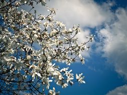 magnolia tree with white blossoms