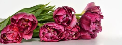 incredibly handsome Tulips Flowers