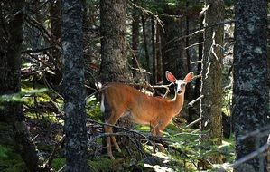 deer stands near trees in the wild