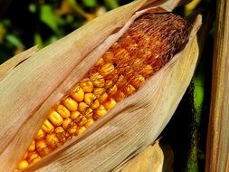 ripe yellow corn on the cob
