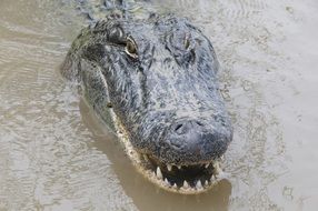 Head of the alligator in the water