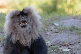 potrait of wild Lion Tailed Macaque