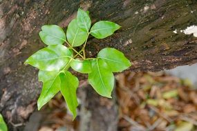green leaves on a young tree branch