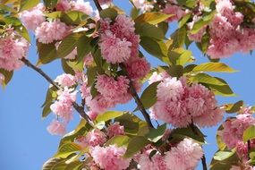 pink Japanese Cherry Blossom Flowers