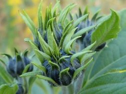 Autumn Thistle Bud close view