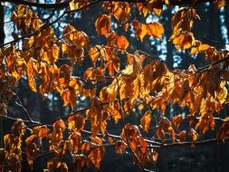 incredibly handsome orange Leaves on a tree