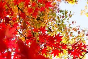 tree with red foliage in Japan
