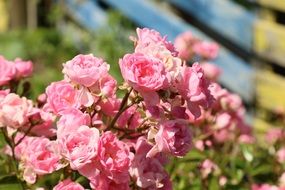 pink small roses on a branch under the sun